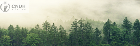 Día Internacional de los Bosques Su importancia para la erradicación de la pobreza, la sostenibilidad medioambiental y la seguridad alimentaria