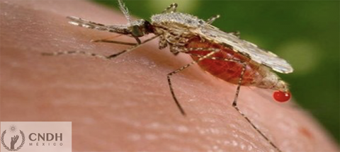Día Mundial del Paludismo