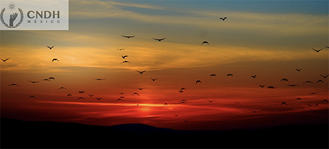 Día Mundial de las Aves Migratorias